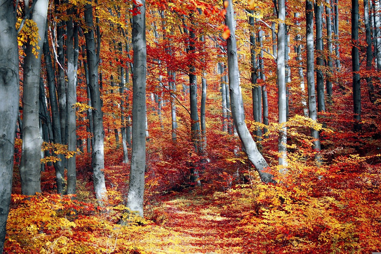 fall, forest, colorful-3089995.jpg