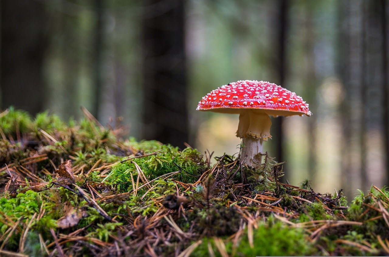 mushroom, amanita, moss-3051519.jpg